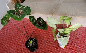 Pack 2.) UJJAISEEDS rare polka &amp; Arrowhead Plant