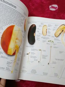 DK Ultimate Family Visual Dictionary