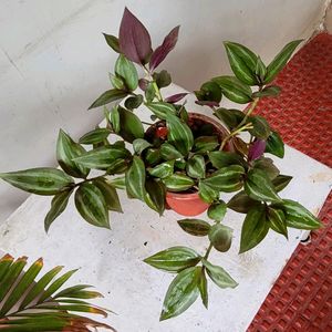 Tradescantia zebrina Plant 🌵 &amp; Pot