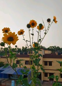 Original Sunflower seeds