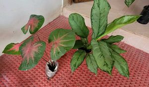 set 2 dieffenbachia segulne &amp; UJJAISEEDS