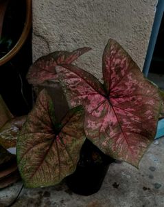 Big size Caladium Plant