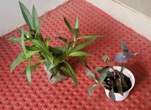 Pack 2 Moses In Cradle &amp; heart' purple plants&amp; Pot