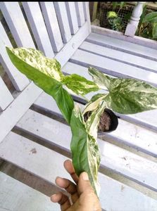 Variegated Combo