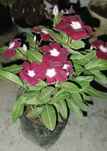 Hybrid Vinca Live Plants