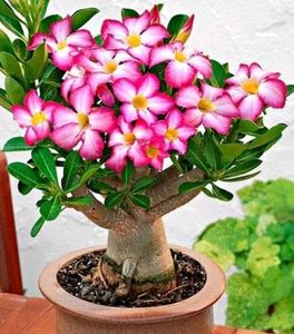 (5🌱🥔Adenium plant seeds)
