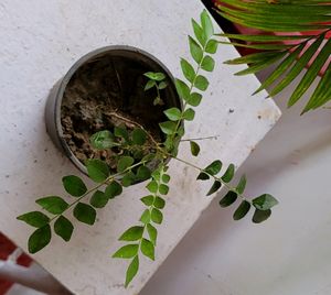 Curry Leaf 🍃 Plant 🪴&amp;pot