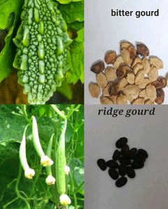 Big Bundle Of Plants And Seeds