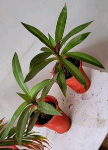 Pack 2.Moses-in-the-Cradle Plant🌵&Pot