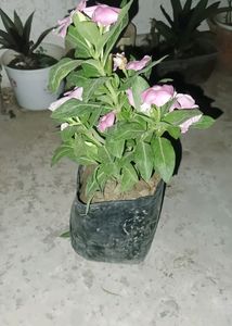 Hybrid Vinca Live Plants