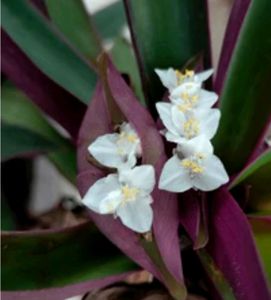 Tradescantia spathacea Plants🌵&amp; Pot