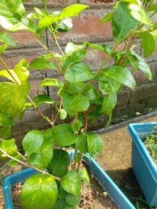 Oyeboy Jasmin Flower Plant ☘️