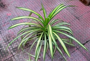 Set 2 Pandanus veitchii &amp; Caladium Alocasia Plants