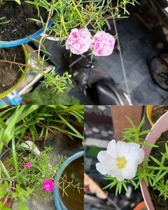 Seeds And Cuttings