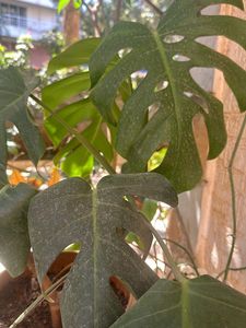 Monstera deliciosa, the Swiss cheese plant