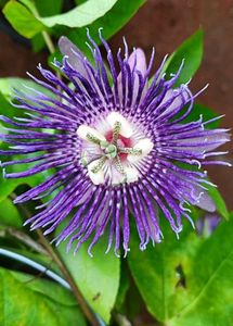 Exotic Passion Flower seeds( 10 seeds)