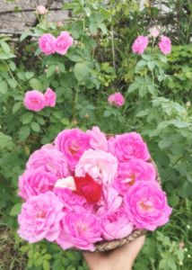 pink Rose steams 🌸