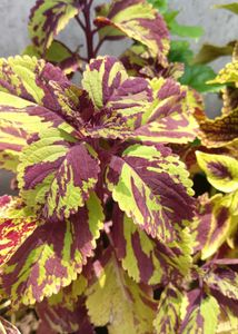 Coleus Live Plants
