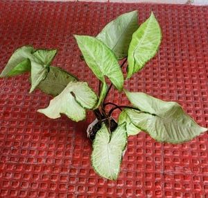 Ever Green 💚 Arrowhead Plant 🌵