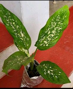 Pack 2 Evergreen Plant