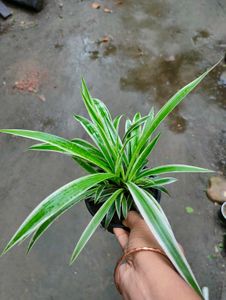 Variegated Spider Plant