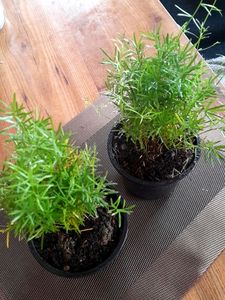 Beautiful Fern Combo In Pot