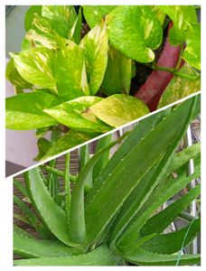 COMBO Of ALOE VERA and JADE (2)