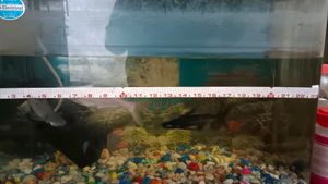 Fish Tank For Ur Beautiful House