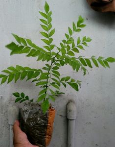 Combo Curry Leaves Plants
