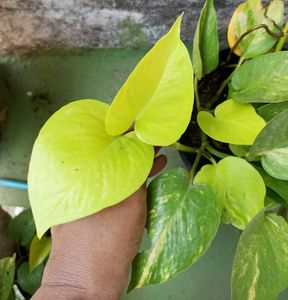 Combo of Neon and Marble queen pothos