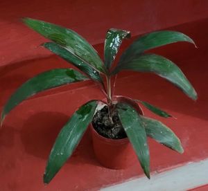 Dracaena Mahatma Plant 🪴 &amp; Pot