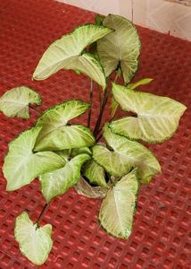Ever green arrowhead plant 🌿