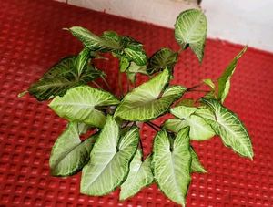 Set 2 Arrowhead &amp; Coleus Plants &amp; Pot