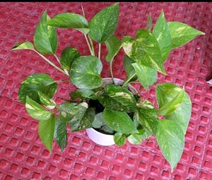 Set 4 Plectranthus Nitidus,Diffenchie,Purple Heart