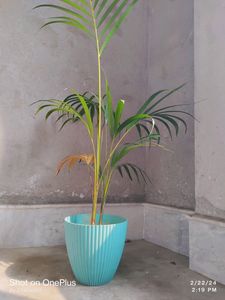 Elegant Areca Palm in Turquoise Pot
