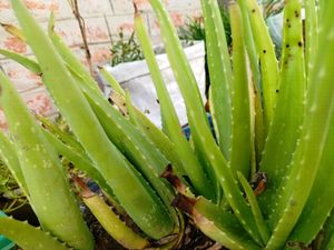 1 Piece Elovera Plant Mediam Size