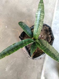 varities of sansevierias