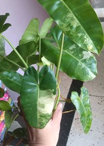 Variegated Philodendron burl marx Plant