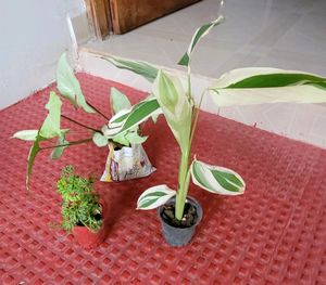 3 pack Arrowhead &amp; NeverNever &amp;Ming Areliaplants,