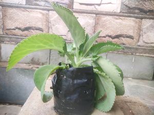 Awesome Mother Of Thousands