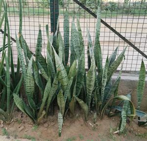 LIVE Snake Plant (Sansevieria) Green banded