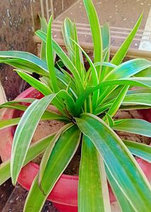 7 Live Plants With Roots