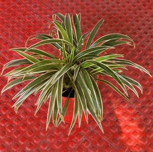 🌴Cordyline Pandanus Veitchii &amp; pot
