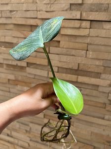 Monstera deliciosa, the Swiss cheese plant