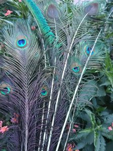 Natural Peacock Feathers pack of 10