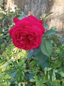 Alive Rose Plant