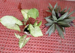 Set 2 Arrowhead &amp; Moses In The Cradle Plants 🪴