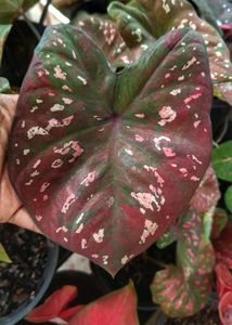 Thai variety caladium