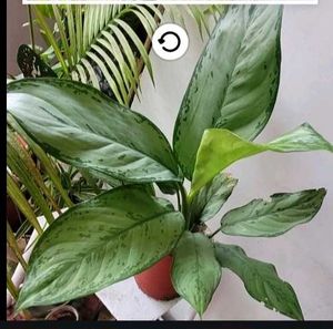 set 2 dieffenbachia segulne &amp; UJJAISEEDS