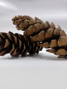 Pinecone Flower From Tibet Set Of 2